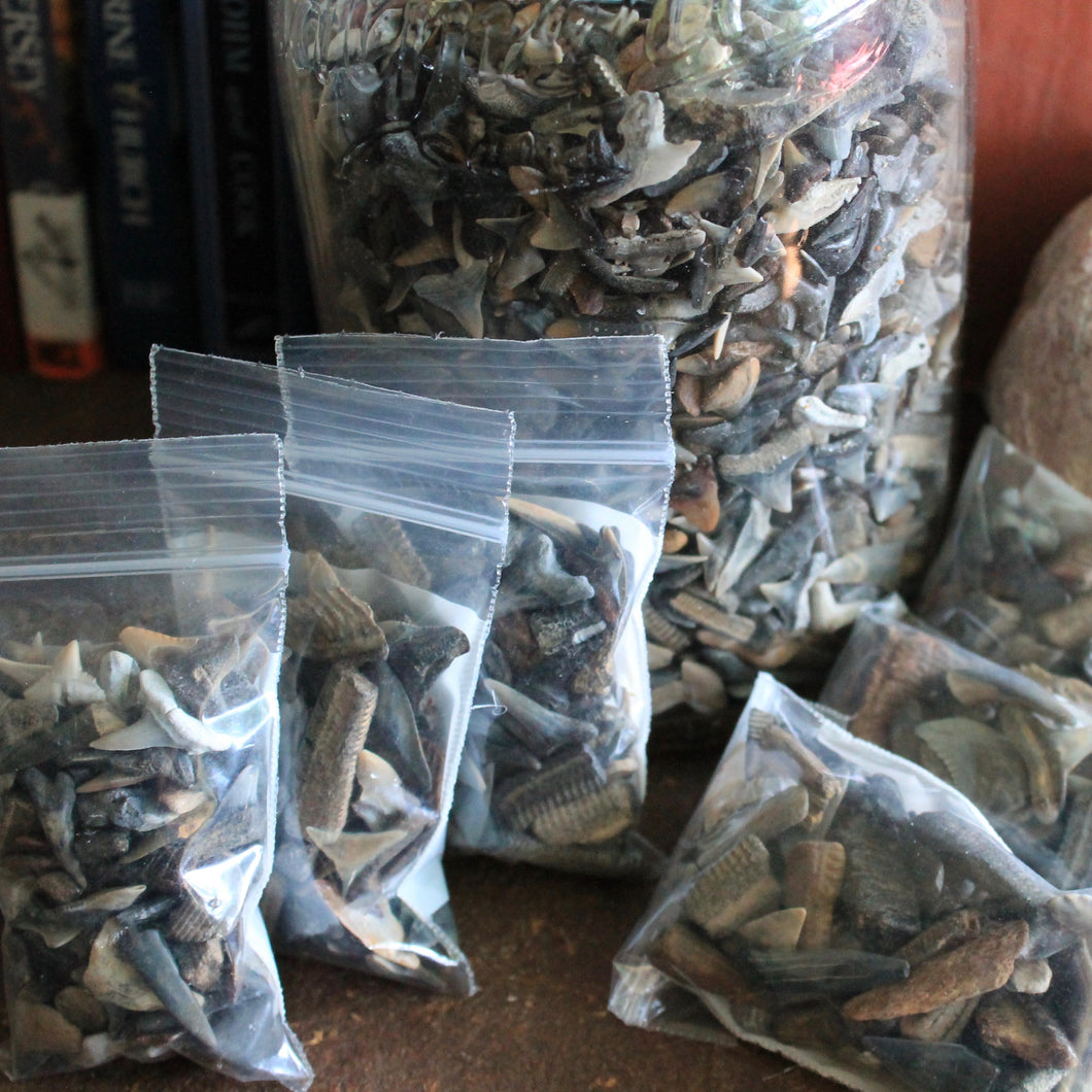 bags of fossil shark teeth for sale for collecting or jewelry making 