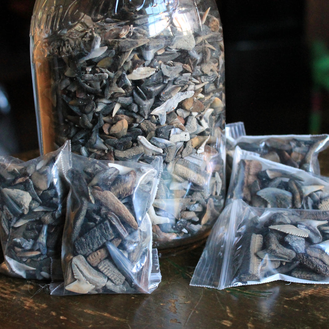Bag of Fossil Shark Teeth (100+ pieces) – RAD Shirts Custom Printing