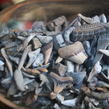 fossil shark teeth for sale in wholesale lots for jewelry making and collecting