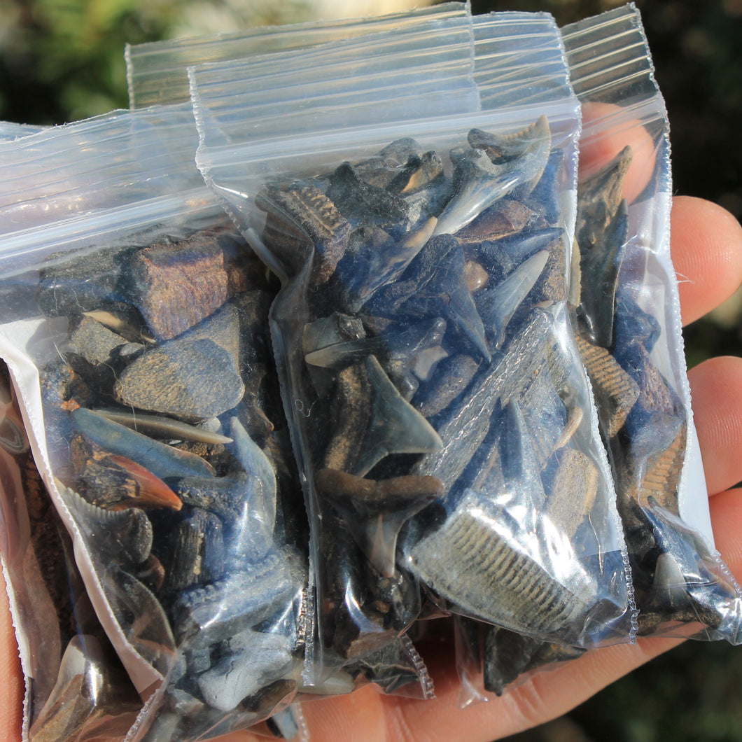 Bag of Fossil Shark Teeth (100+ pieces) – RAD Shirts Custom Printing