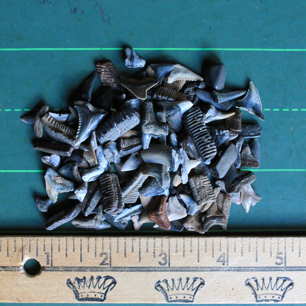 Bag of Fossil Shark Teeth (100+ pieces) – RAD Shirts Custom Printing