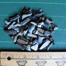 Bag of Fossil Shark Teeth (100+ pieces)