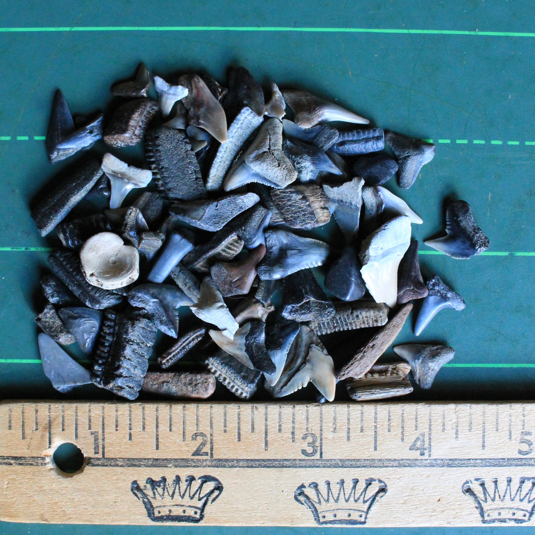 Bag of Fossil Shark Teeth (100+ pieces) – RAD Shirts Custom Printing