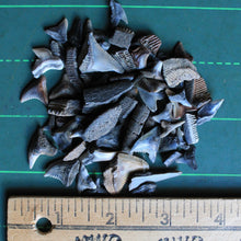 Bag of Fossil Shark Teeth (100+ pieces)