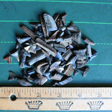 Bag of Fossil Shark Teeth (100+ pieces)