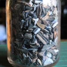 Bag of Fossil Shark Teeth (100+ pieces)