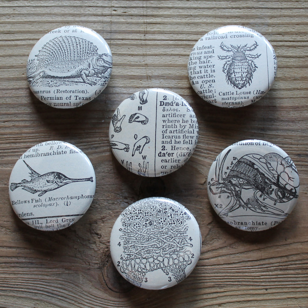 6 pinback buttons: Dinosaur, Insect, Fish, and other antique images - RadCakes Shirt Printing