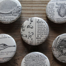 6 pinback buttons: Dinosaur, Insect, Fish, and other antique images - RadCakes Shirt Printing