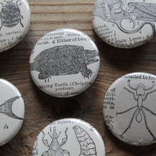 6 pinback buttons: Snapping Turtle, Insects, Gun, Fish, and other antique images - RadCakes Shirt Printing