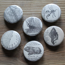 6 pinback buttons: Guinea Pig, Sea Shell, Schooner Ship, and other antique images - RadCakes Shirt Printing