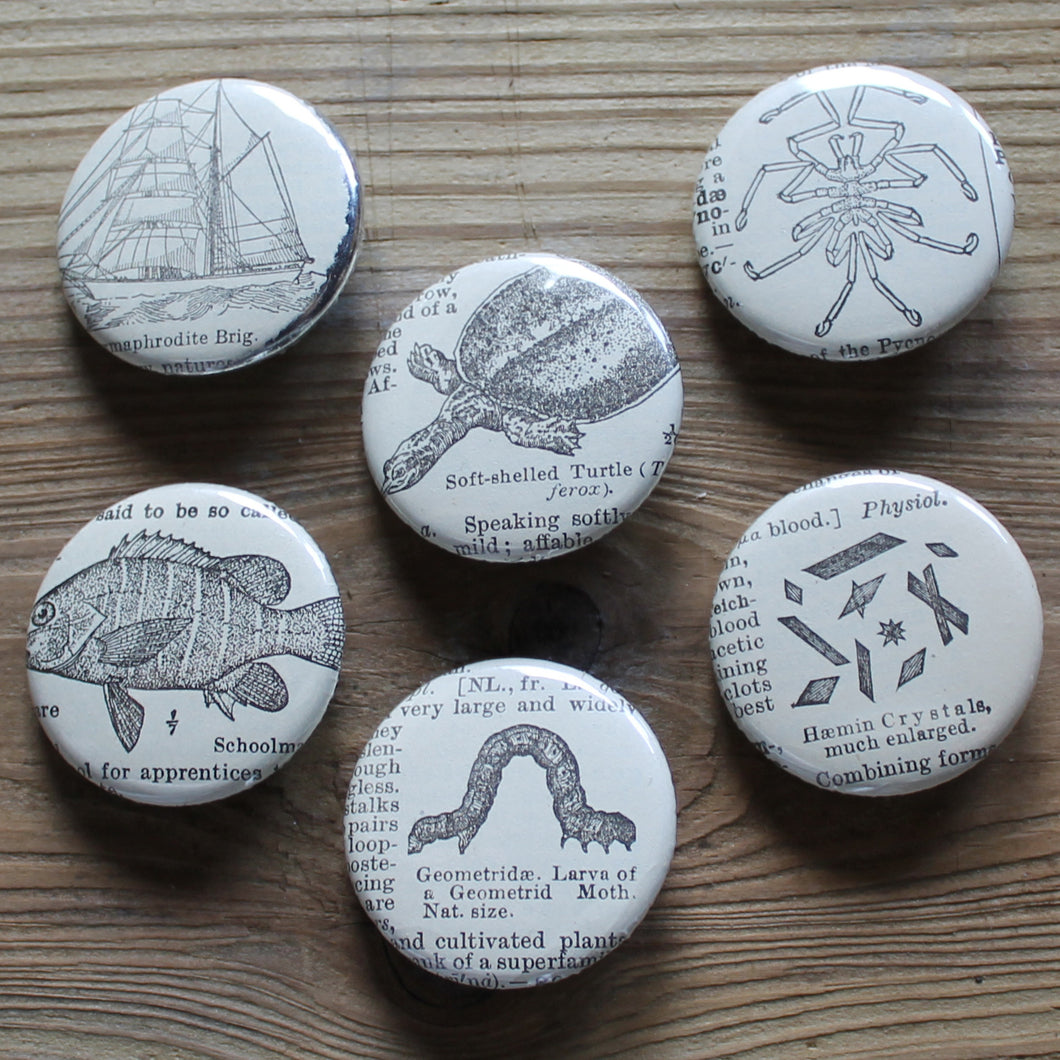 6 pinback buttons: Soft Shelled Turtle, Sea Ship, Fish, and other antique images - RadCakes Shirt Printing