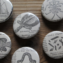 6 pinback buttons: Soft Shelled Turtle, Sea Ship, Fish, and other antique images - RadCakes Shirt Printing