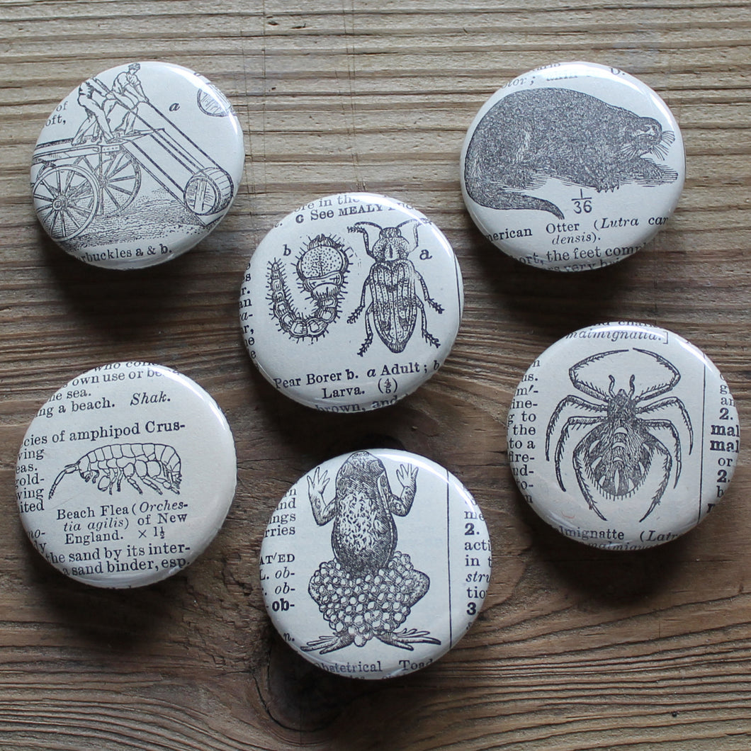 6 pinback buttons: Otter, Frog, Spider, Beach Flea, and other antique images - RadCakes Shirt Printing