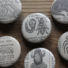 6 pinback buttons: Otter, Frog, Spider, Beach Flea, and other antique images - RadCakes Shirt Printing