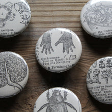 6 pinback buttons: Knot Chart, Beetle, Monkey Hands, and other antique images - RadCakes Shirt Printing