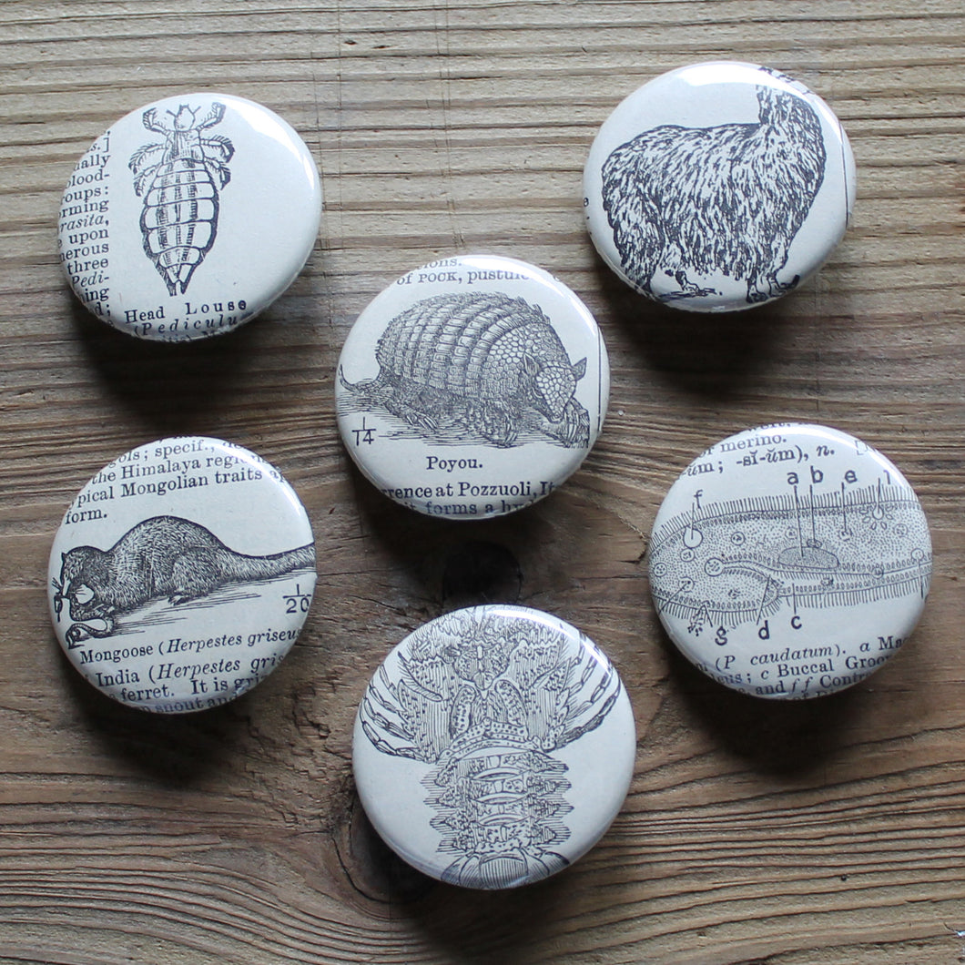 6 pinback buttons: Mongoose, Alpaca, Poyou, Head Louse, and other antique images - RadCakes Shirt Printing