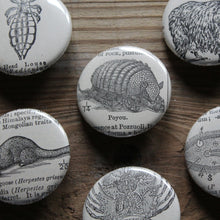 6 pinback buttons: Mongoose, Alpaca, Poyou, Head Louse, and other antique images - RadCakes Shirt Printing