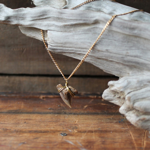 Fossil Snaggletooth Shark Tooth choker necklace 001 - RadCakes Shirt Printing