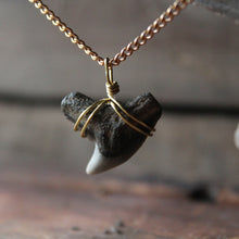 Fossil Tiger Shark Tooth choker necklace 003 - RadCakes Shirt Printing