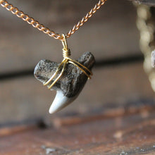 Fossil Tiger Shark Tooth choker necklace 003 - RadCakes Shirt Printing