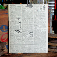 Antique 1920 Encyclopedia "Pterodactyl" page in borderless picture frame - RadCakes Shirt Printing