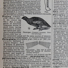 Antique 1920 Encyclopedia "Pterodactyl" page in borderless picture frame - RadCakes Shirt Printing