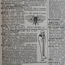 Antique 1920 Encyclopedia "Pterodactyl" page in borderless picture frame - RadCakes Shirt Printing