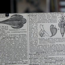 Antique 1920 Encyclopedia "Pterodactyl" page in borderless picture frame - RadCakes Shirt Printing