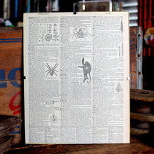 Antique 1920 Encyclopedia "Spider" page in borderless picture frame - RadCakes Shirt Printing