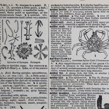 Antique 1920 Encyclopedia "Spider" page in borderless picture frame - RadCakes Shirt Printing