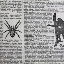 Antique 1920 Encyclopedia "Spider" page in borderless picture frame - RadCakes Shirt Printing