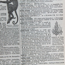Antique 1920 Encyclopedia "Spider" page in borderless picture frame - RadCakes Shirt Printing