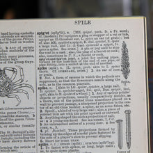 Antique 1920 Encyclopedia "Spider" page in borderless picture frame - RadCakes Shirt Printing