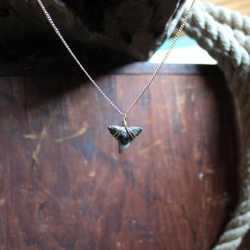 Fossil Tiger Shark Tooth choker necklace 004 - RadCakes Shirt Printing