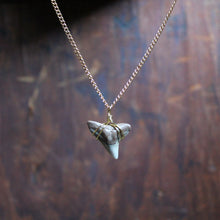 Fossil Tiger Shark Tooth choker necklace 005 - RadCakes Shirt Printing