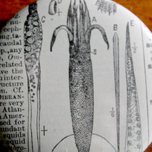 Parts of a Squid 2.25" pinback button - RadCakes Shirt Printing