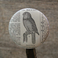 Hawk Owl engraving design for sale pinback button collection
