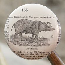 Babiroussa design pinback button animal art for sale